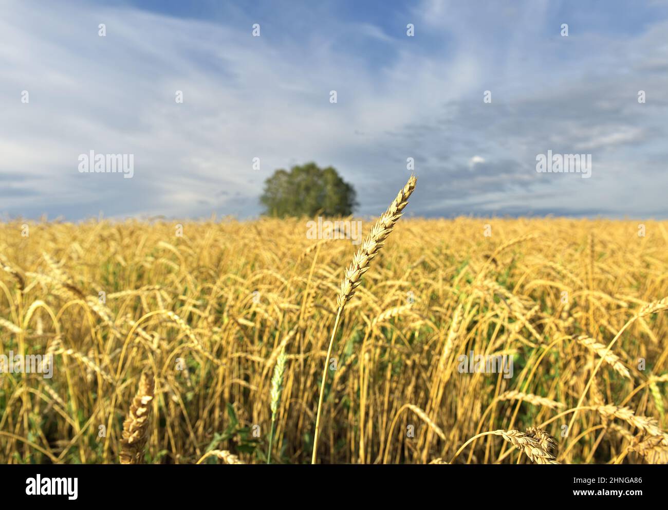 Orecchio maturo su stelo dritto. Campo agricolo giallo, alberi all'orizzonte con fuoco sfocato. Cielo blu. Regione di Novosibirsk, Russia, 2020 Foto Stock