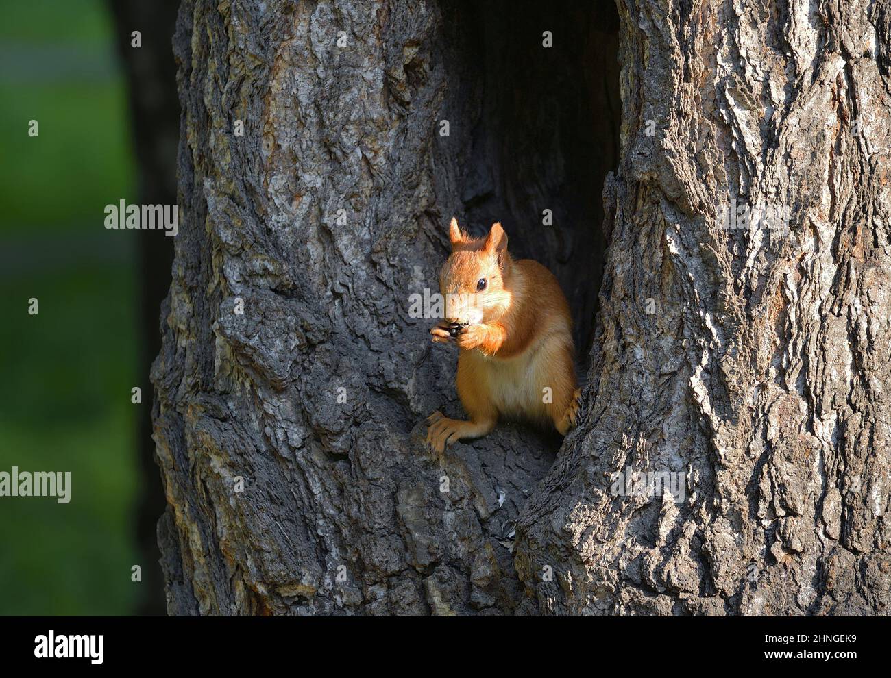 Uno scoiattolo in un albero cavo. Un animale rosso della foresta mangia seduto in un albero. Regione di Novosibirsk, Siberia, Russia Foto Stock