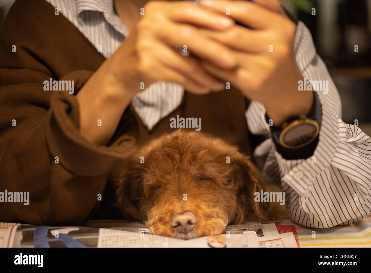 Sleepind e rilassato cane che riposa in modo sicuro, sicuro e confortevole in grembo dell'uomo. Foto Stock
