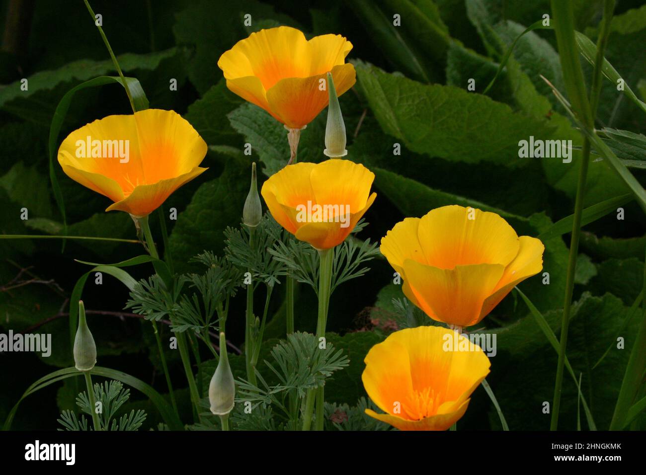 California Poppies (Escholzia californica) anche noto come Golden Poppies, California Sunlight o Cup of Gold Poppies. Foto Stock