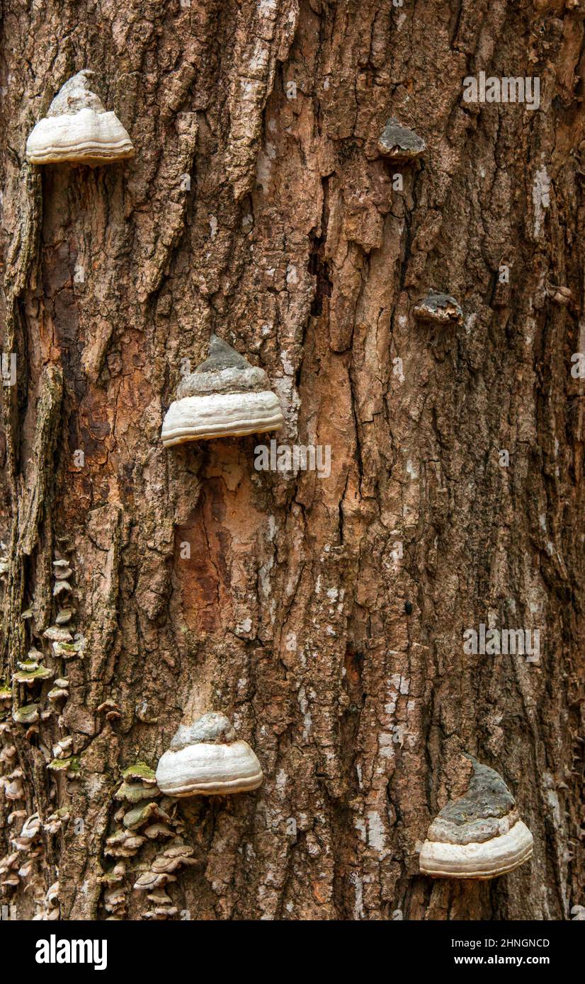 Tinder Polypore, un fungo spesso un parassita che cresce su un acero da zucchero in Pennsylvania Pocono Mountains. Le persone primitive usano la polvere essiccata del f Foto Stock