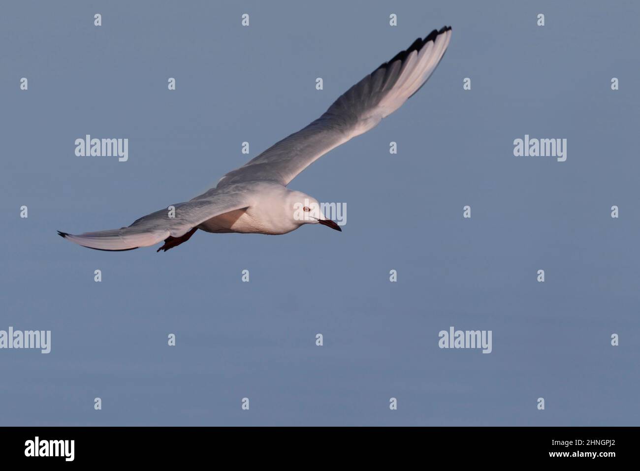 Gull, Orbetello (GR), Italia, gennaio 2022 Foto Stock
