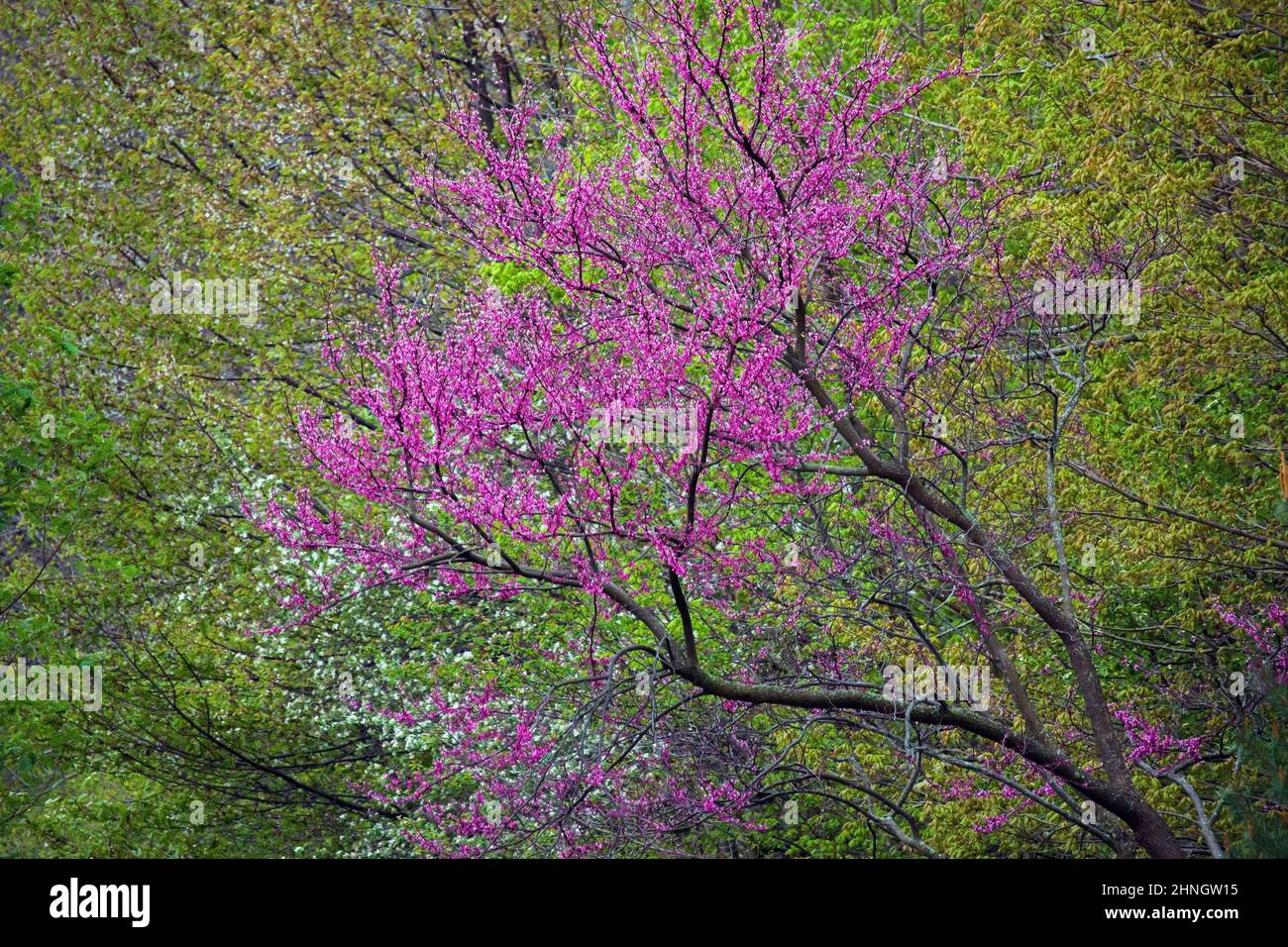 Un Redbud orientale in fiore nel mese di maggio che è stato piantato nelle Pocono Mountslains della Pennsylvania Foto Stock