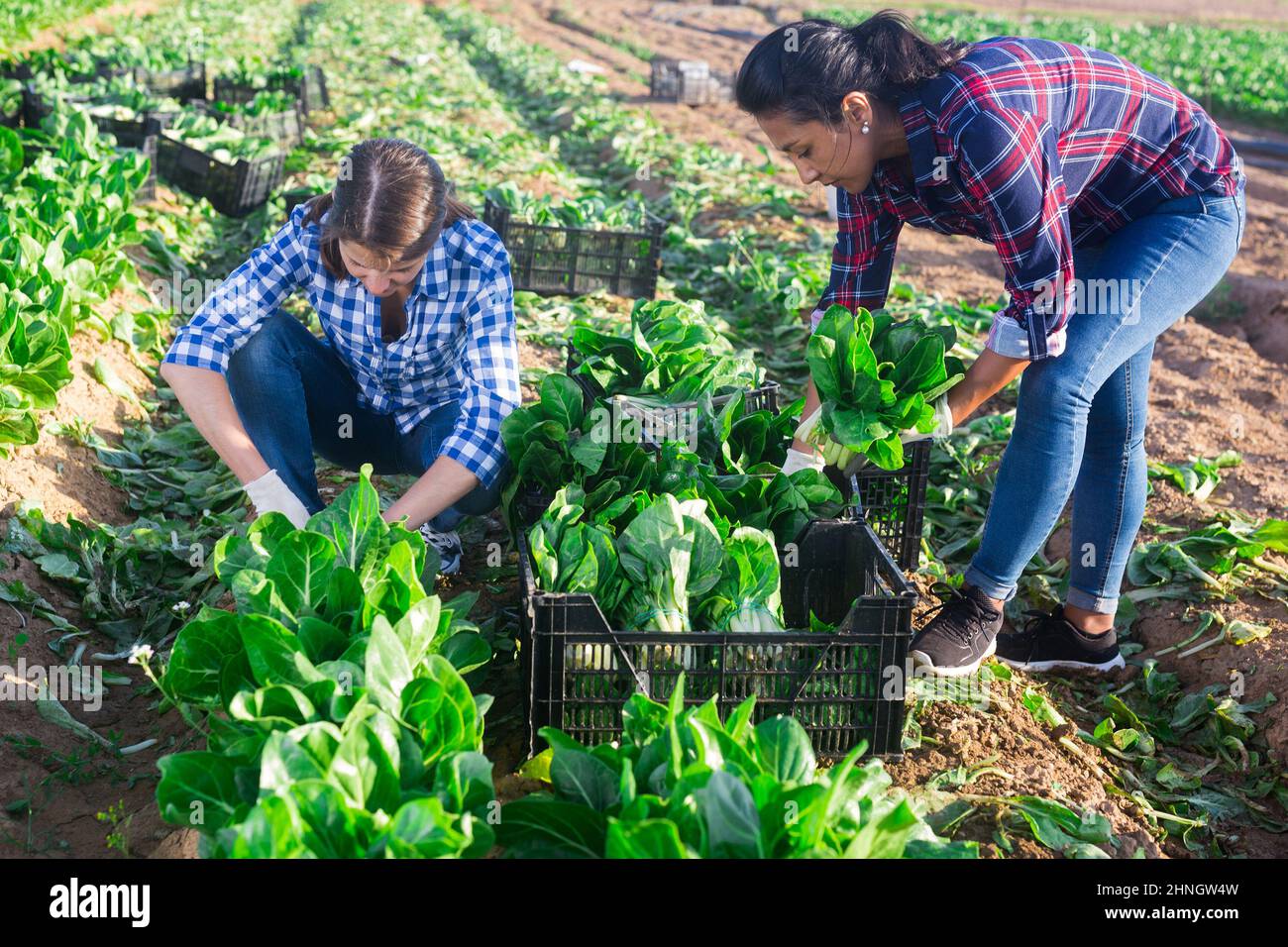 Gruppo multinazionale di lavoratori agricoli che raccolgono la zattera Foto Stock