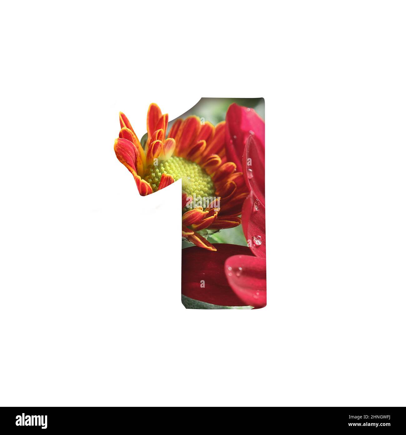 Numero 1 forma ritagliata isolata su bianco. Silhouette di numero uno con taglio di fiori di crisantemo Foto Stock