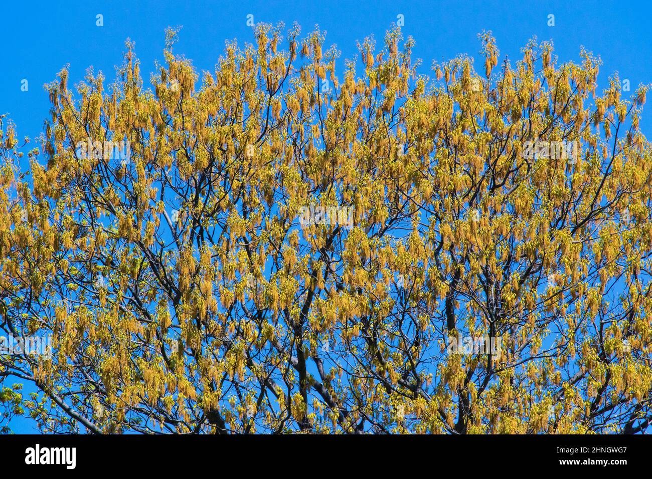 I Northern Red Oak Trees fioriscono durante maggio nelle Pocono Mountains della Pennsylvania. I acroni non matureranno fino al prossimo autunno. Foto Stock
