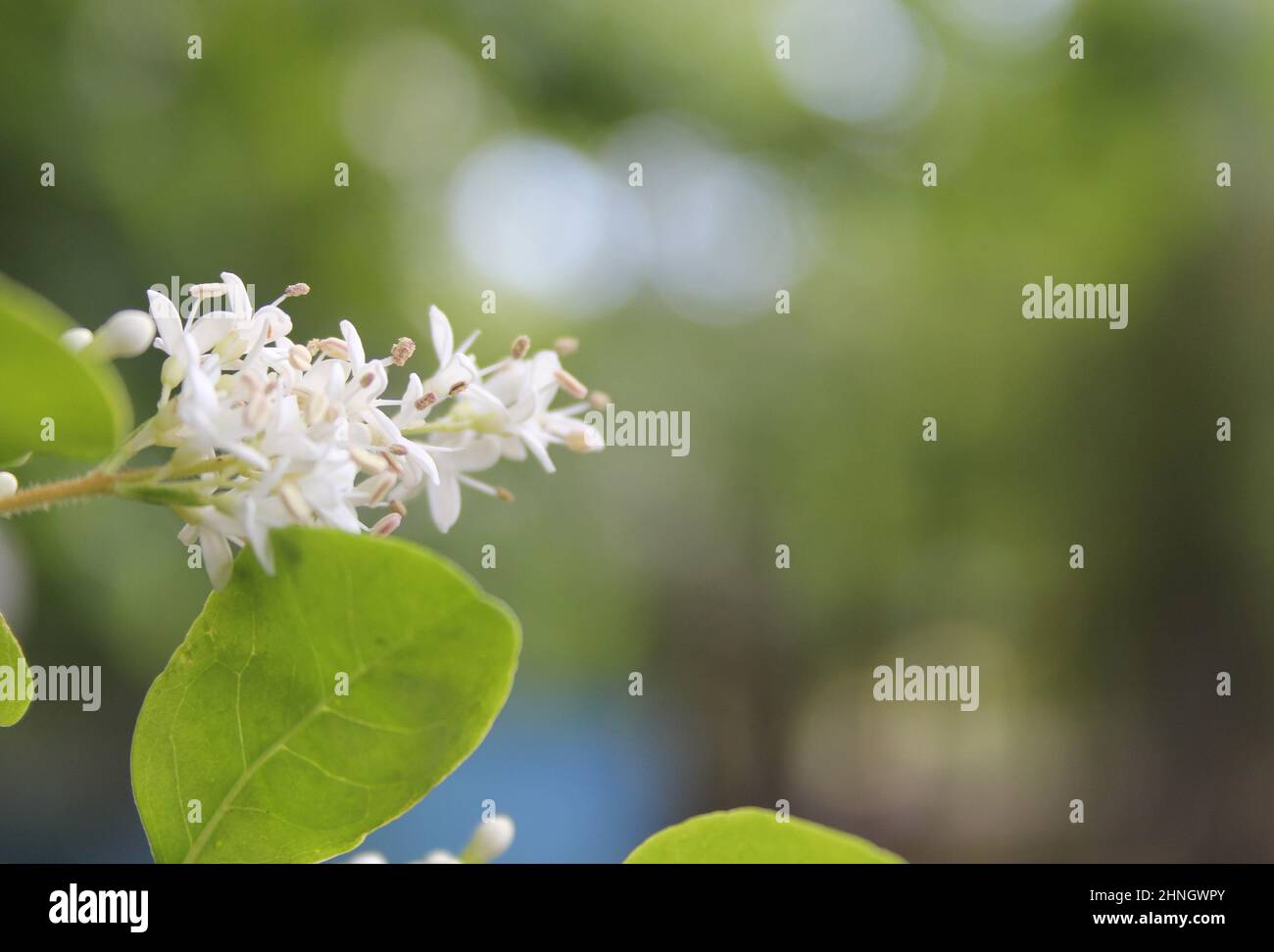 Texas Flowering Privet Ligustrum arbusto poco profondo di campo Foto Stock