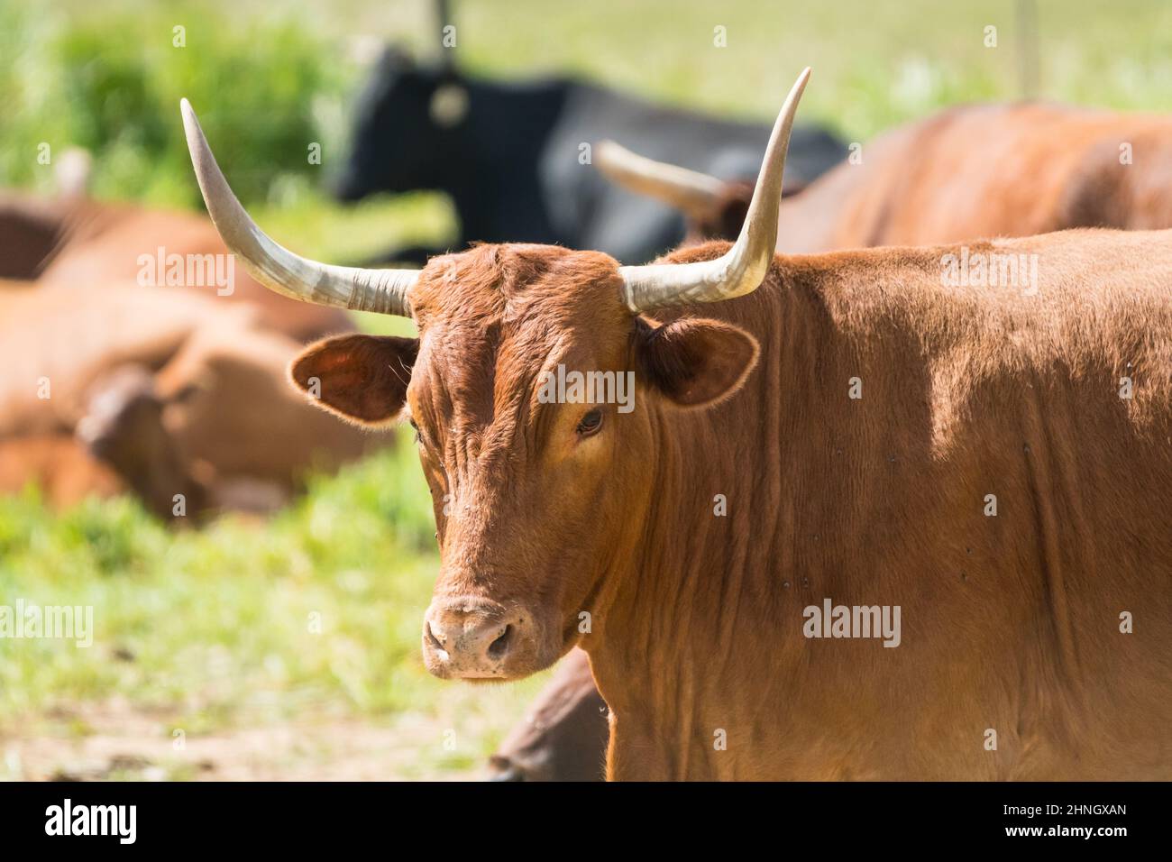 Bestiame bovino da primo piano faccia e testa con corna affilate in una fattoria nella regione di Overberg, Capo Occidentale, Sud Africa concetto allevamento Foto Stock