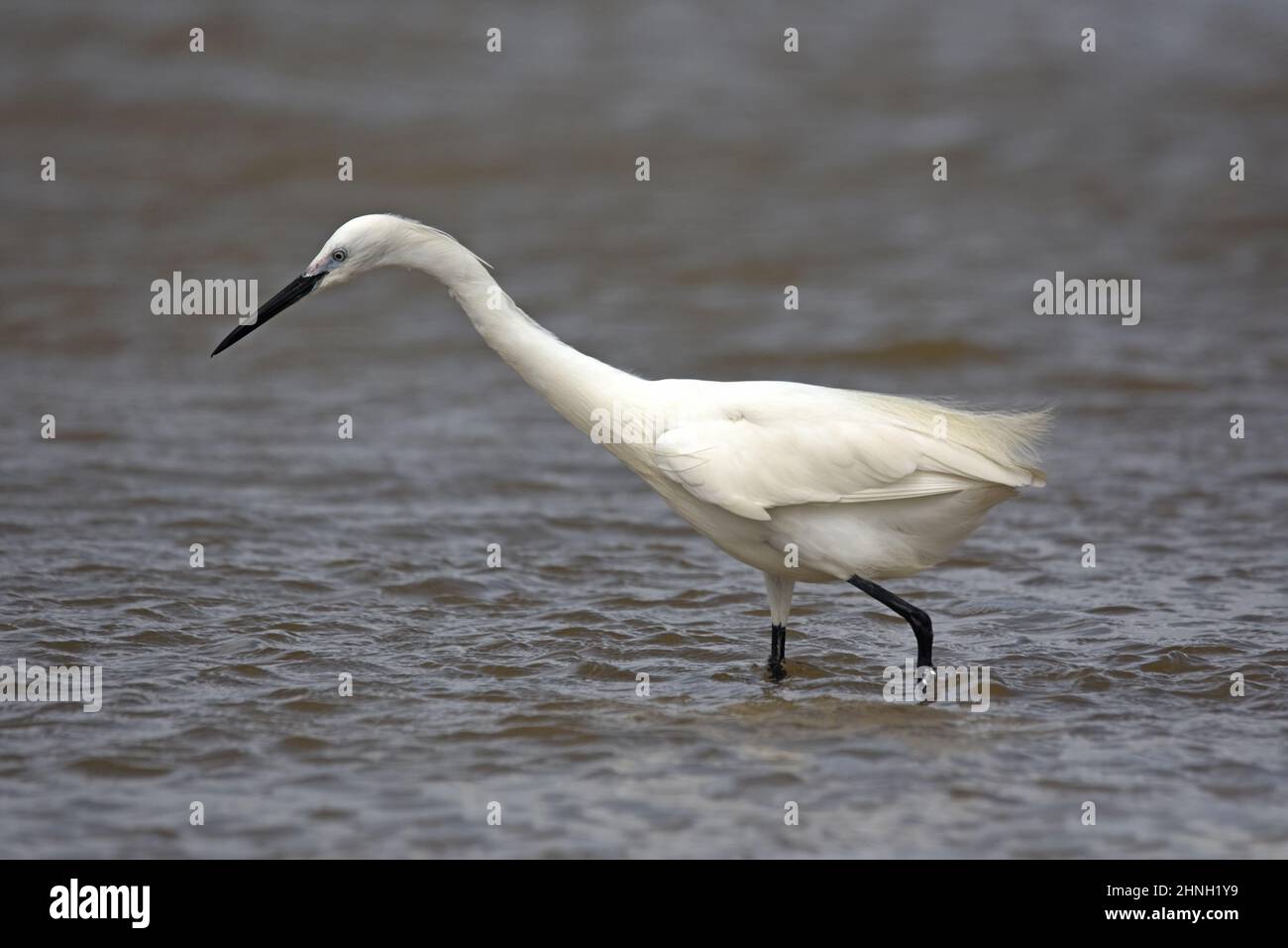 Piccola egretta che foraging in acqua poco profonda Foto Stock