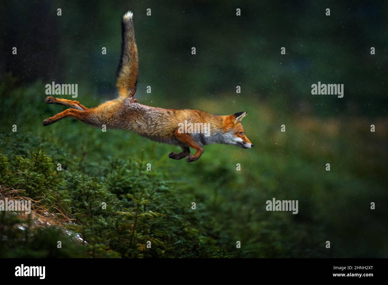 Salta. Animale da pelliccia d'arancia nell'habitat naturale. Volpe sul verde habitat della foresta. Red Fox jumping , Vulpes vulpes, scena faunistica da Europa. Volpe Foto Stock