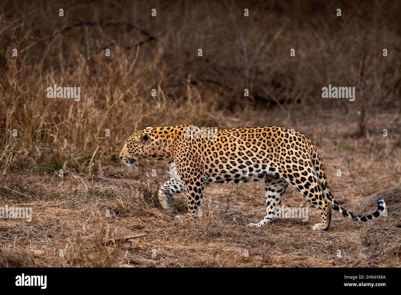 indiano selvaggio maschio leopardo o pantera profilo laterale in corsa durante la fauna selvatica all'aperto giungla safari nella foresta dell'india centrale - panthera pardus fusca Foto Stock