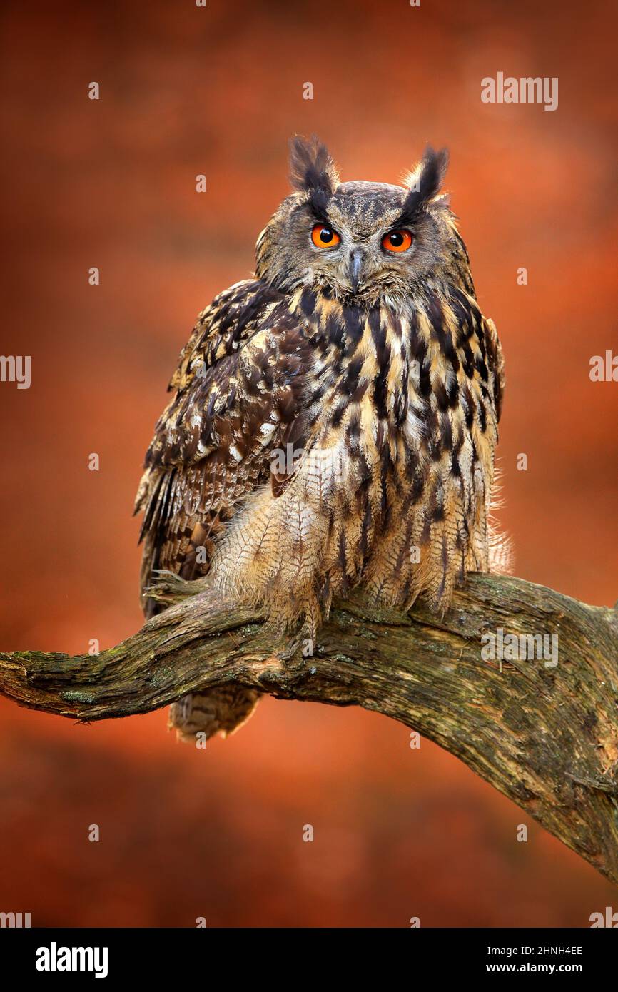 Eagle Owl, Bubo bubo, con ali aperte in volo, habitat forestale in background, alberi arancioni d'autunno. Scena della fauna selvatica dalla foresta naturale, Germania. Uccello i Foto Stock