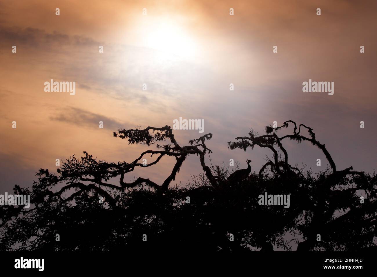 Tramonto, trovare l'uccello sull'albero. Uccello e tramonto arancione. Indian Peafoul, uccello mostra corteggiamento in finestra albero, Ratnhamore rovina, India. Indian Peaf Foto Stock