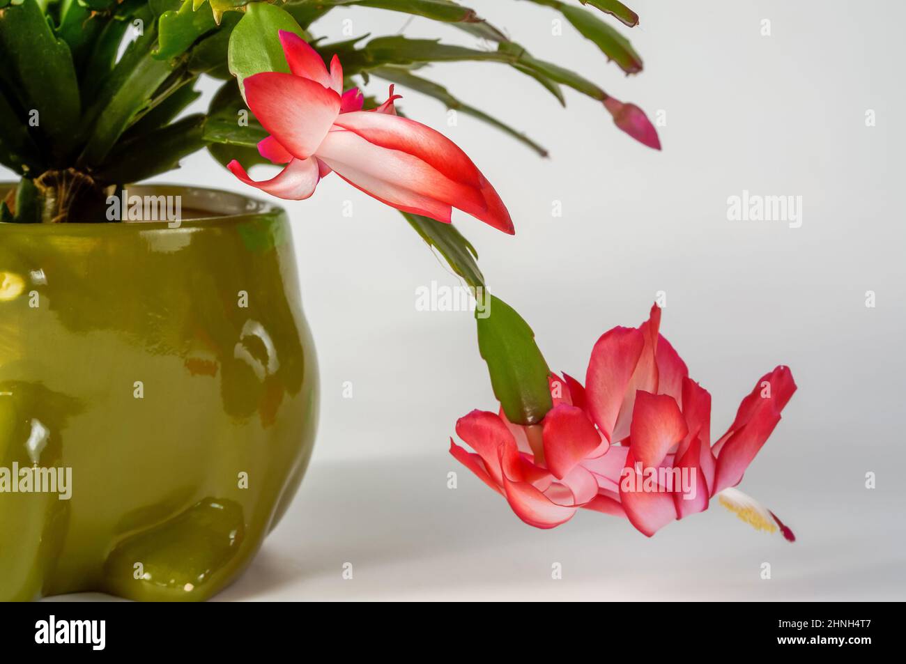 Un cactus Szlumberger in fiore, su sfondo chiaro, da vicino di fiori bianchi e rossi Foto Stock