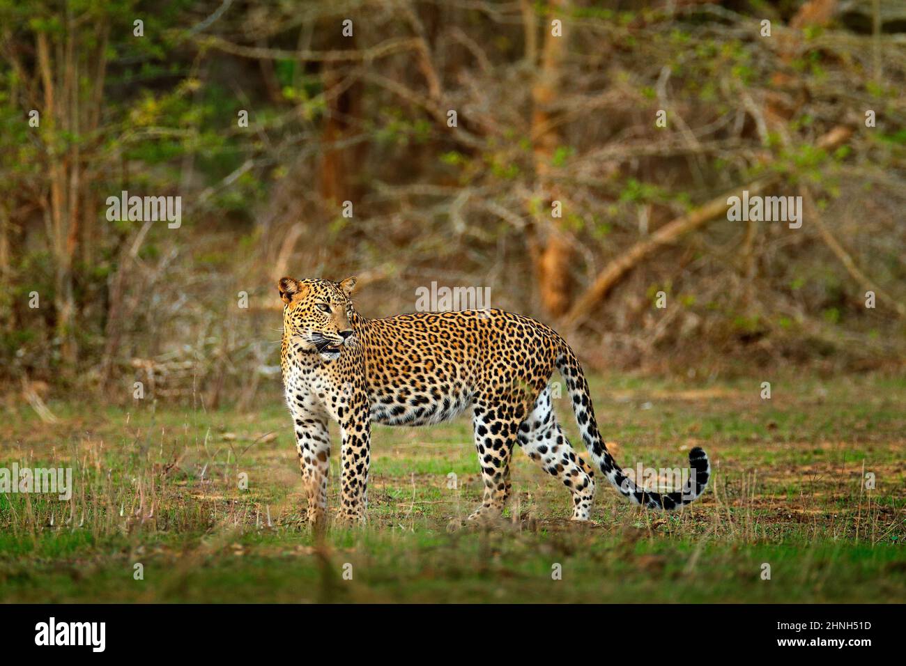 A piedi Sri Lankan leopard, Panthera pardus kotiya. Grande gatto selvatico avvistato nell'habitat naturale, parco nazionale di Yala, Sri Lanka. Scena della vedova da natu Foto Stock