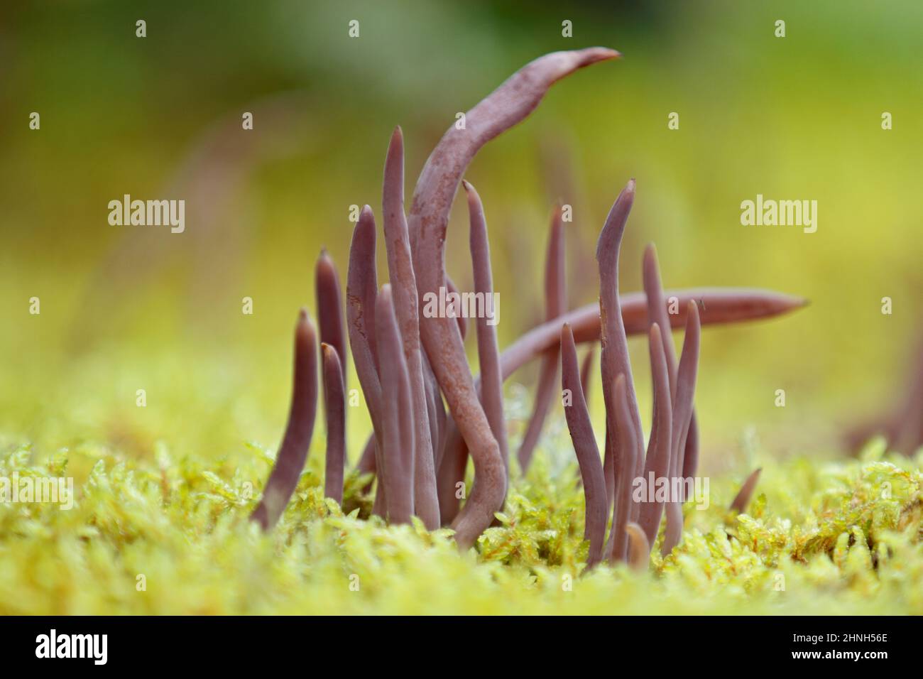 Porpora fata club funghi primo piano in muschio Foto Stock