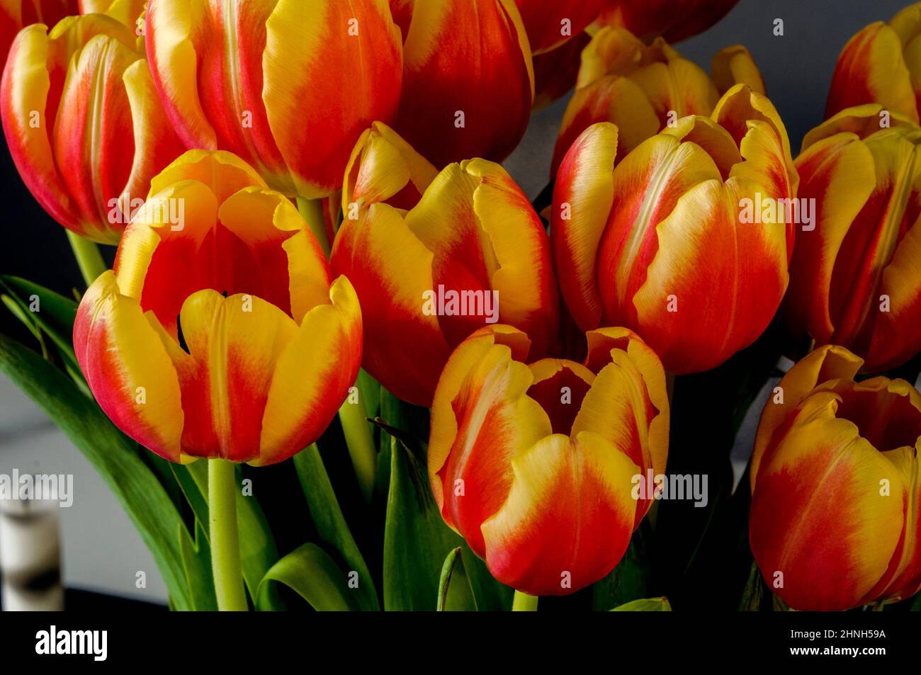 tulipani rosso-giallo, bouquet di fiori in fiore fotografato da vicino Foto Stock