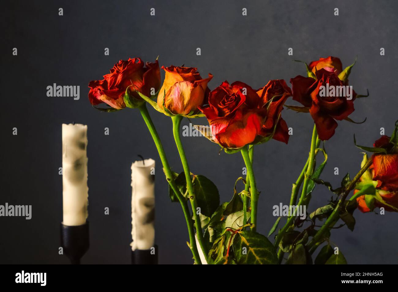 rose rosse sbiadite, una composizione di candele e fiori su sfondo grigio scuro Foto Stock