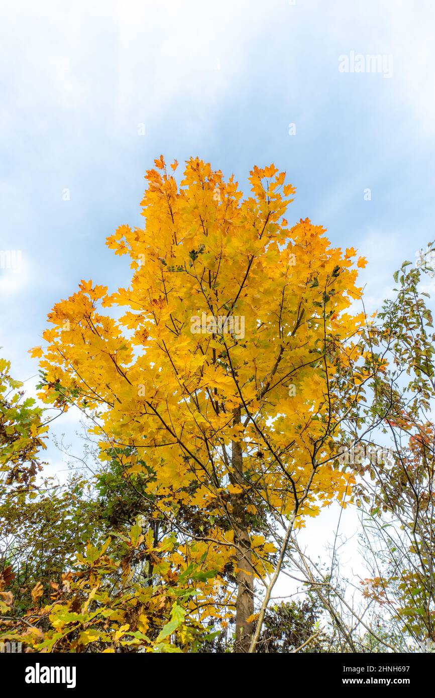 Foto verticale del bellissimo fogliame autunnale nel Parco Nazionale Danubio-Auen, Austria. Foto Stock