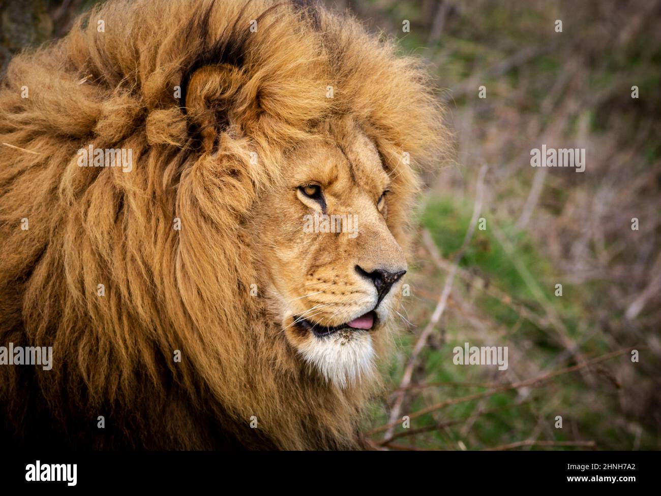 Un Leone maschio che osserva il suo ambiente Foto Stock