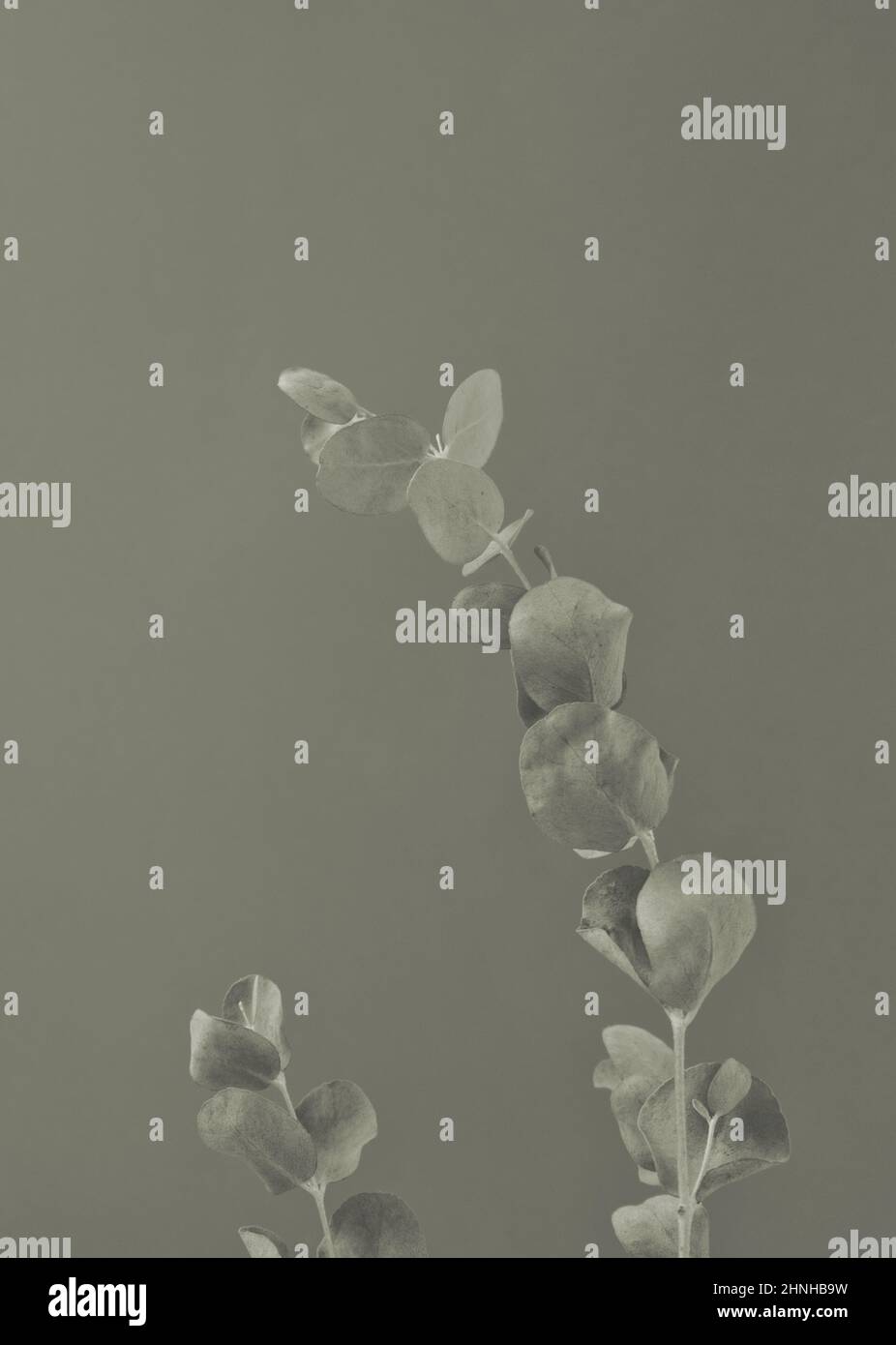 Foglie di stelo di eucalipto naturale su sfondo grigio verde. Anteriore, verticale. Stile da parete. Foto Stock