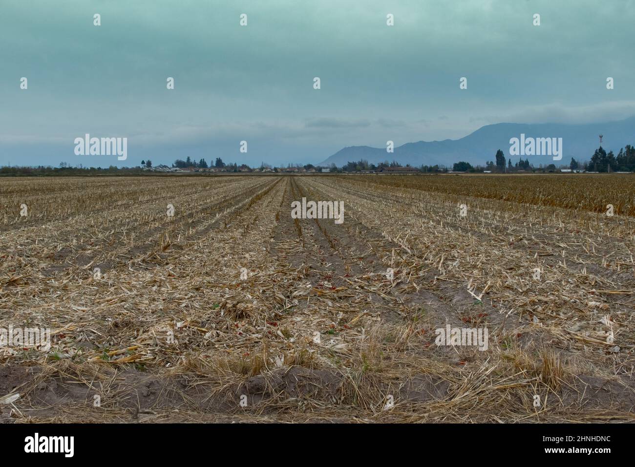 Suoli ampiamente utilizzati per la raccolta del grano vicino Rancagua, Cile Foto Stock