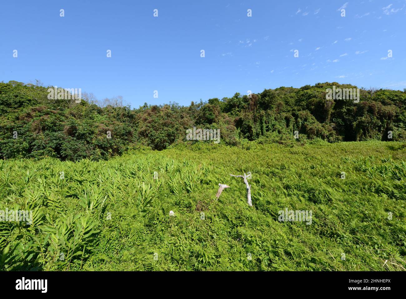 Un campo di Mikania nell'isola meridionale di Lamma a Hong Kong. Foto Stock