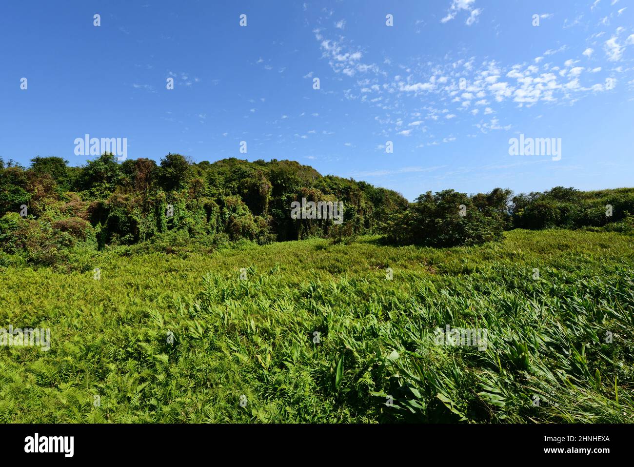 Un campo di Mikania nell'isola meridionale di Lamma a Hong Kong. Foto Stock