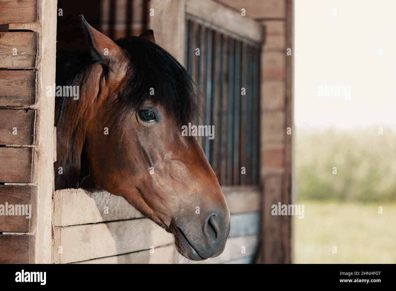 Cavallo che guarda fuori dalla stalla. Bay mare in piedi in stallo e ascoltare, ritratto primo piano. Foto Stock