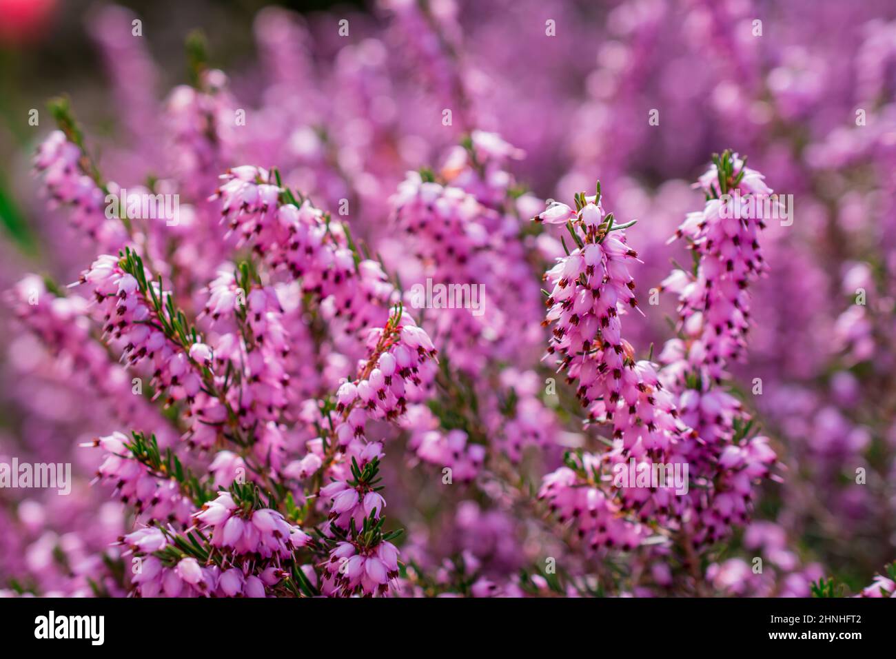 Fiori di gocce di neve in primavera, sfondo floreale primavera Foto Stock