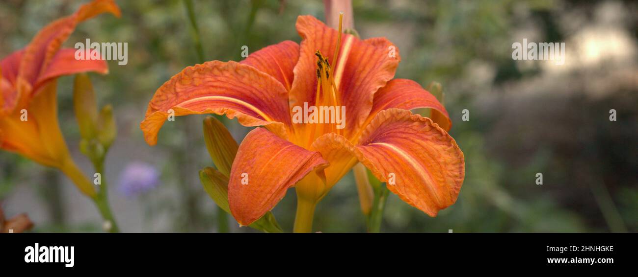 Gigli arancioni (Hemerocallis fulva) Foto Stock