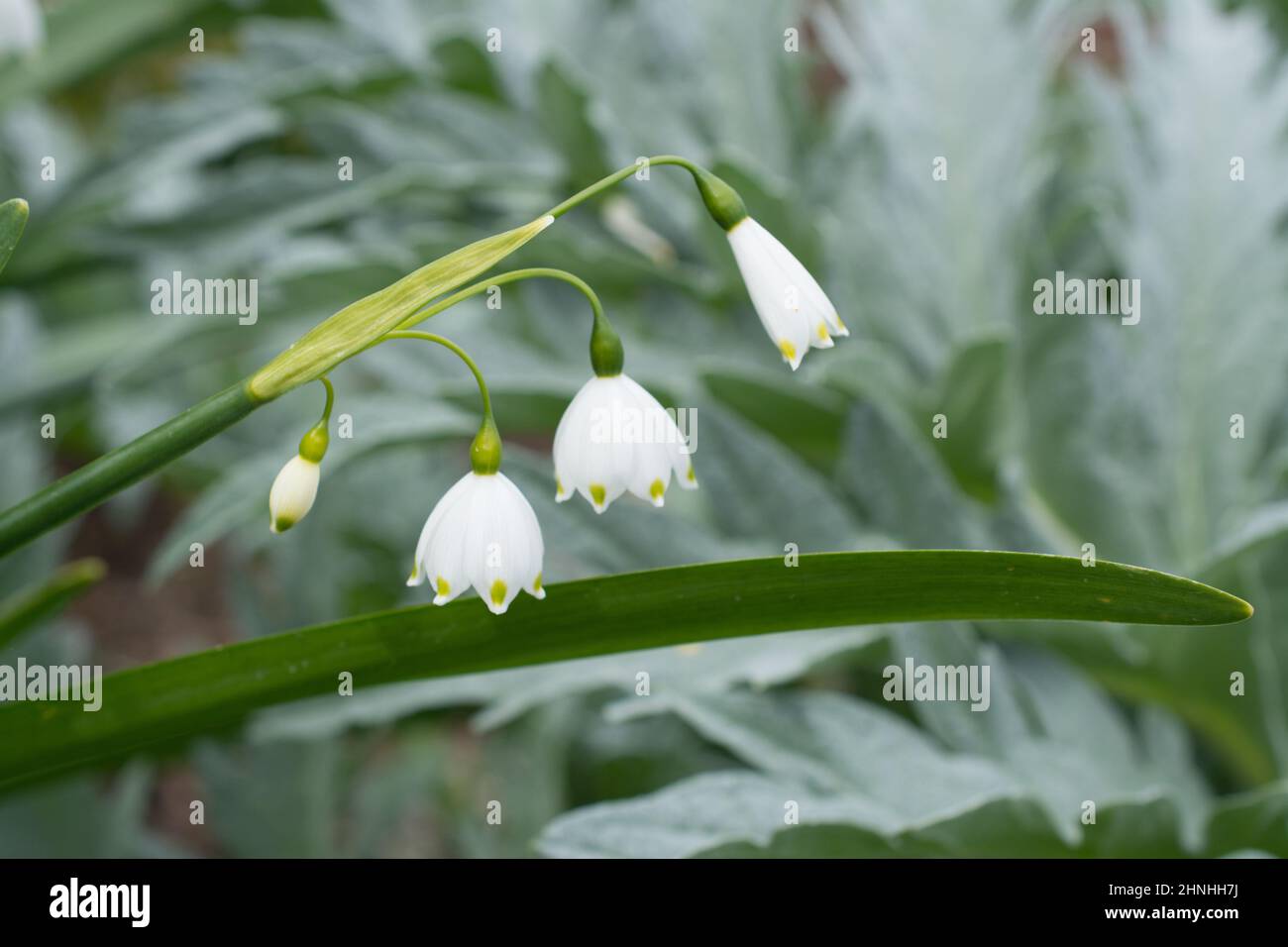 bella primavera fiori in giorno di sole Foto Stock