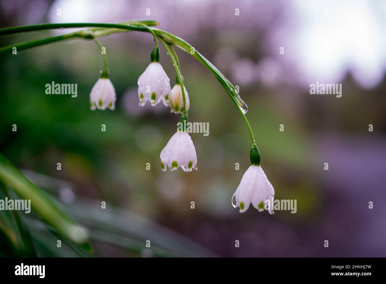 bellissimi fiori primaverili Foto Stock