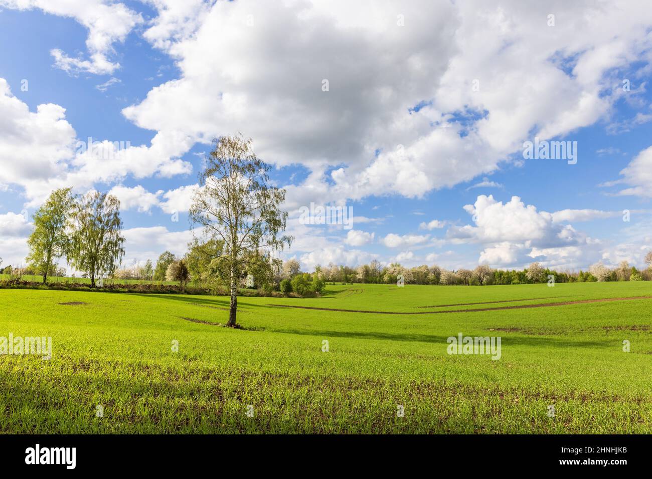 Albero singolo su un campo verde in primavera Foto Stock