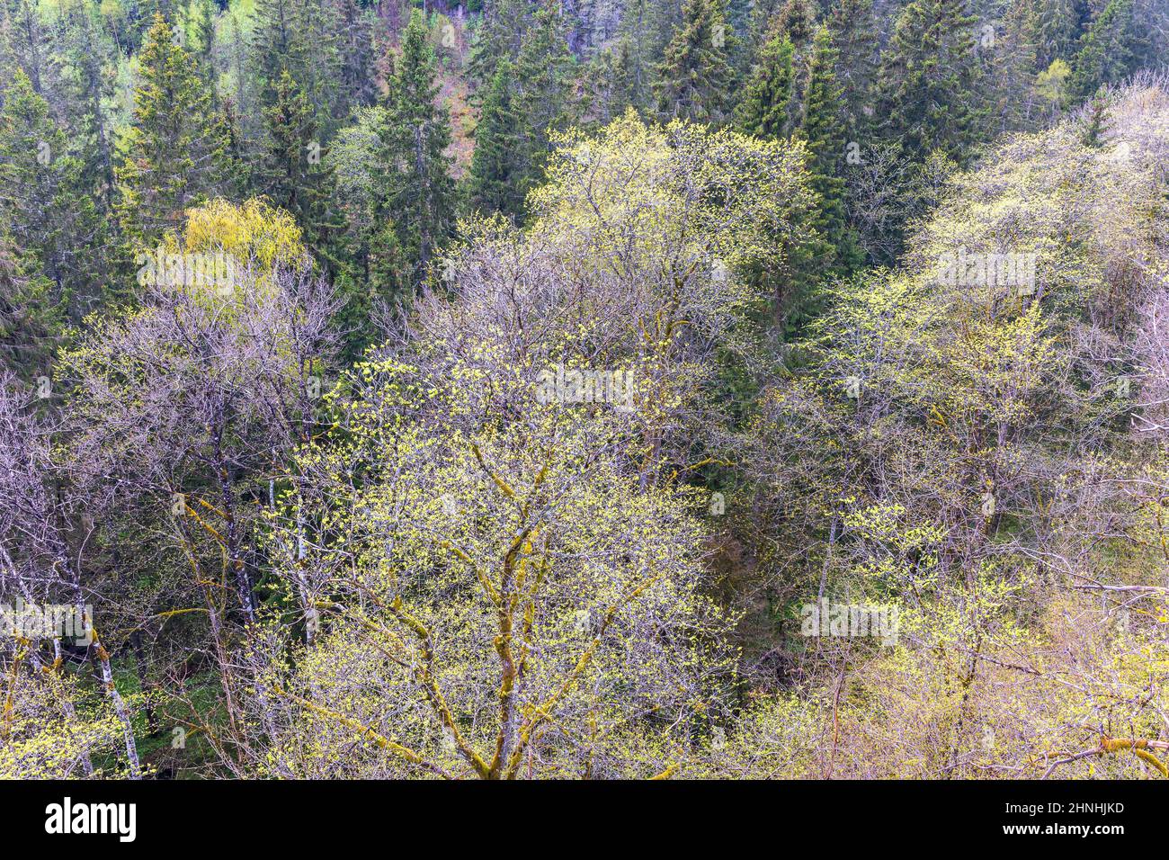 Lussureggianti alberi verdi in primavera Foto Stock