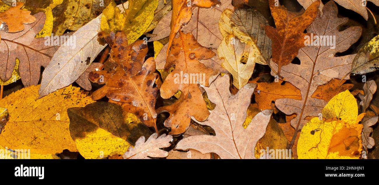 Foglie autunnali, Foresta mista, Parco Nazionale della Sierra de Guadarrama, Monti Guadarrama, Segovia, Castilla y León, Spagna, Europa Foto Stock