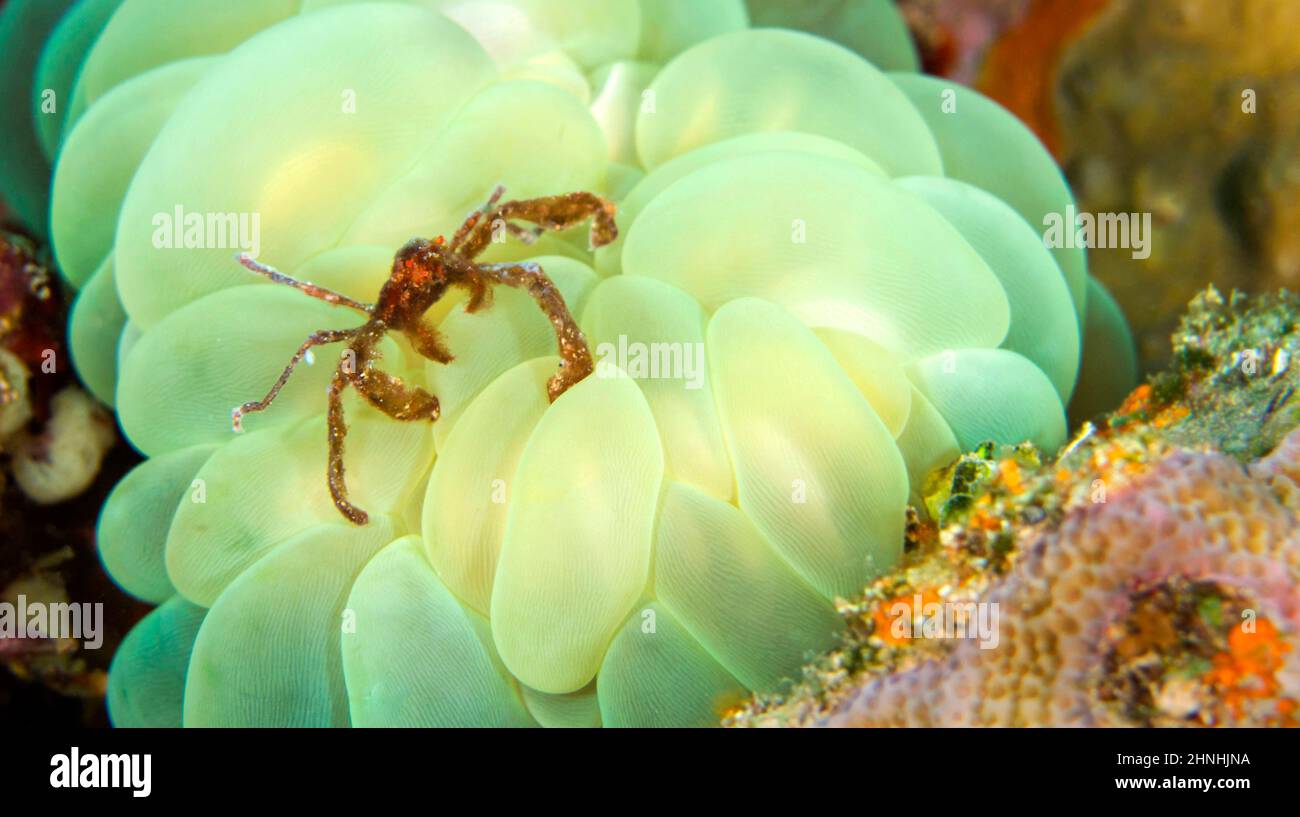 Granchio di Orangutan, Oncinoptls sp., granchio decoratore, barriera corallina, Lembeh, Nord Sulawesi, Indonesia, Asia Foto Stock
