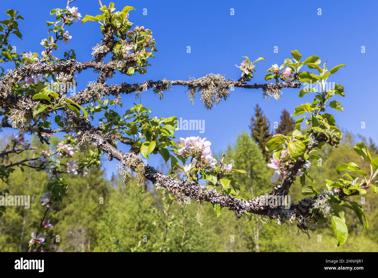 Ramo su un albero di mele in fiore Foto Stock