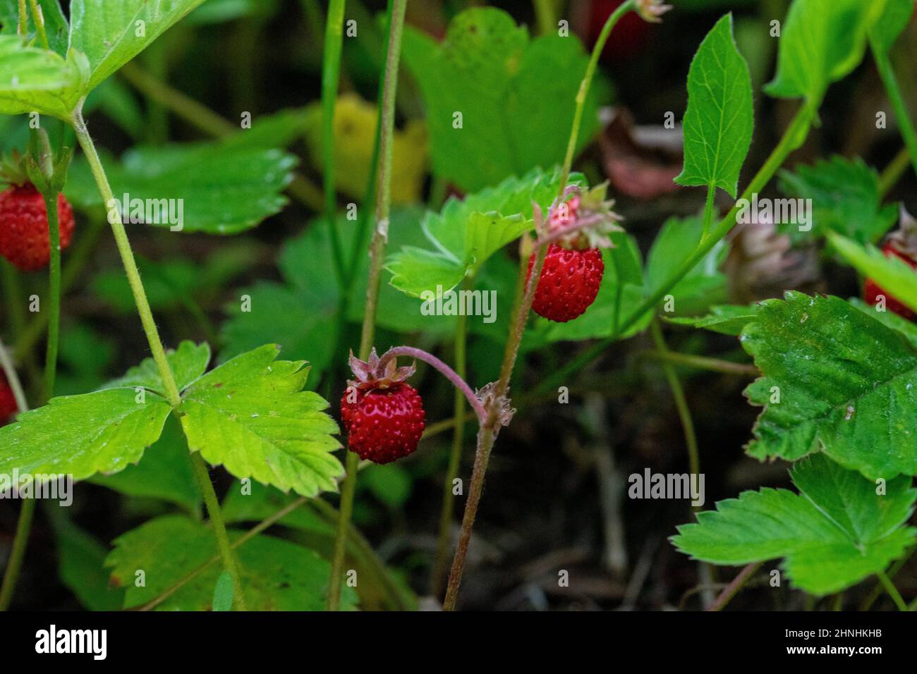 Fragole selvatiche. Fuoco selettivo sulle bacche. Primo piano Foto Stock