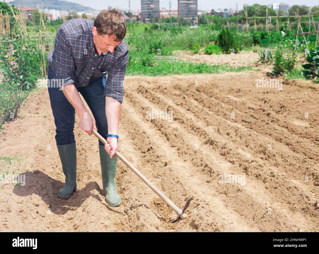Lavoratore assunto con zappa coltiva letti da giardino Foto stock - Alamy