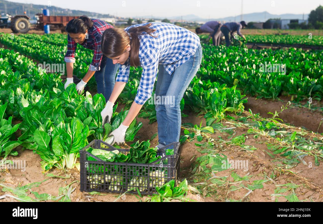 Gruppo multinazionale di lavoratori agricoli che raccolgono la zattera Foto Stock