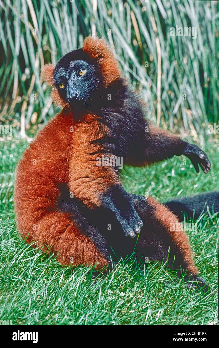 Un lemure rosso-ruffed, (Varecia rubra) che si sdraia. Dal Madagascar nord-orientale, e elencati come criticamente minacciati. Foto Stock