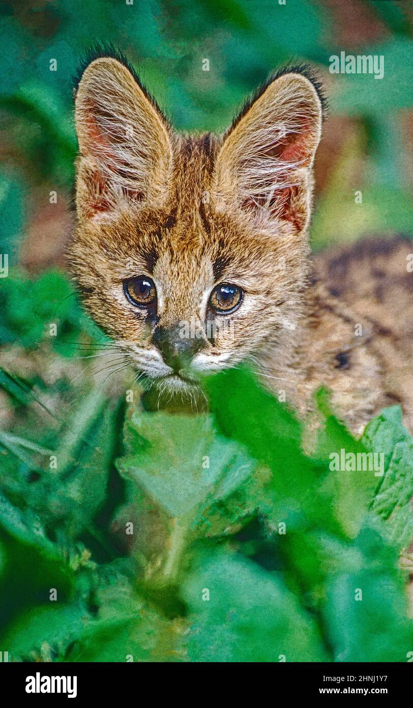 Un giovane Servo, (Leptailurus serval,). Dall'Africa sub-sahariana. Foto Stock