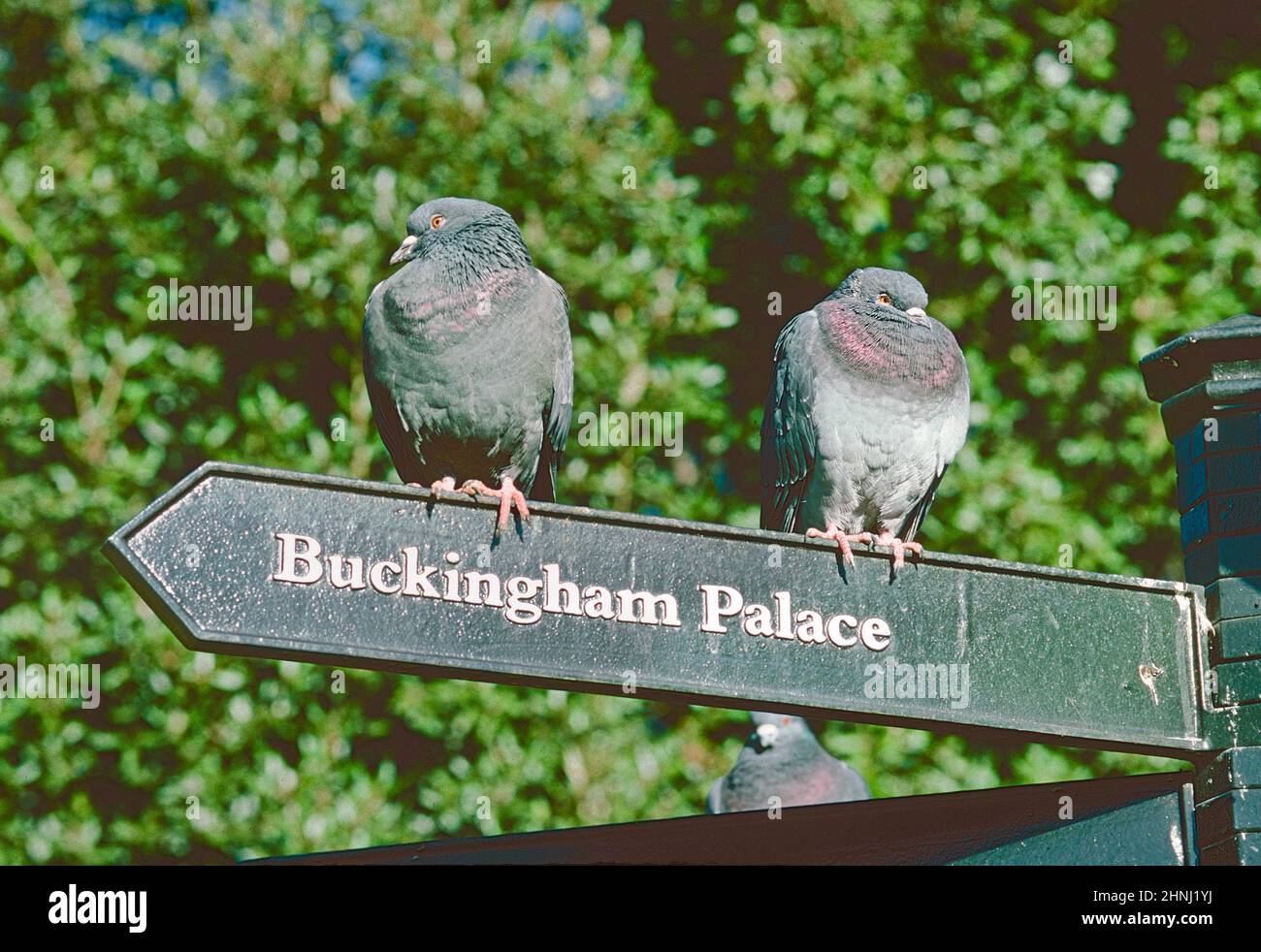 Piccioni nel St James's Park arroccato su un cartello per Buckingham Palace. Foto Stock