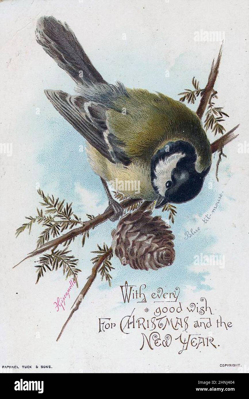 Illustrazioni di uccelli vittoriani d'epoca Foto Stock