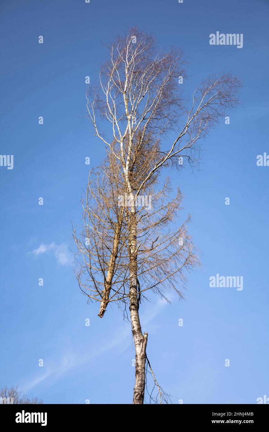 La cima di un pino è appesa in un albero di betulla dopo aver abbattuti, Ardey colline, Nord Reno-Westfalia, Germania. Die Krone einer Kiefer haengt nach Baumfaell Foto Stock