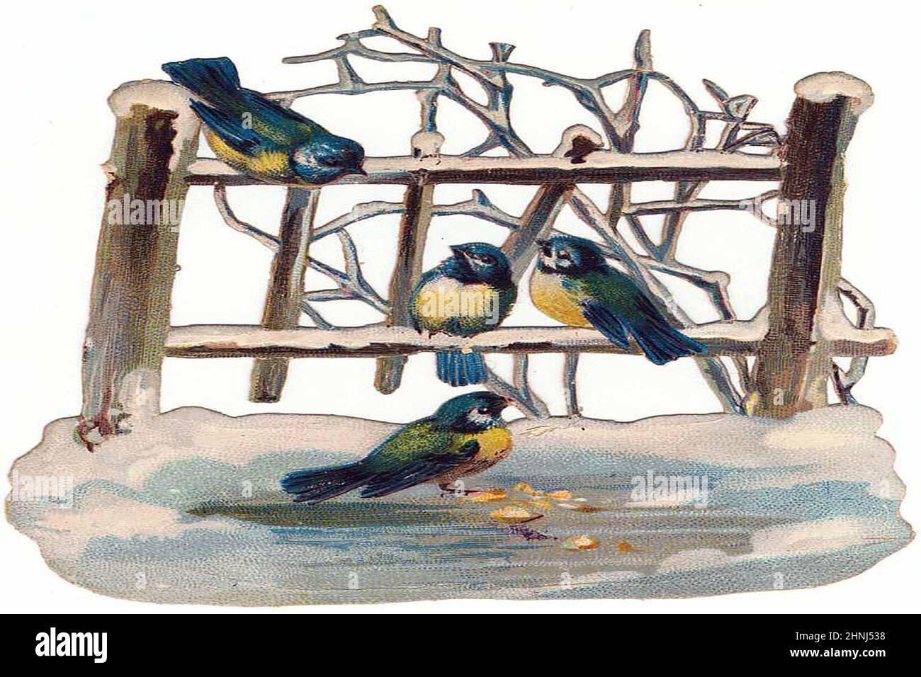 Illustrazioni di uccelli vittoriani d'epoca Foto Stock