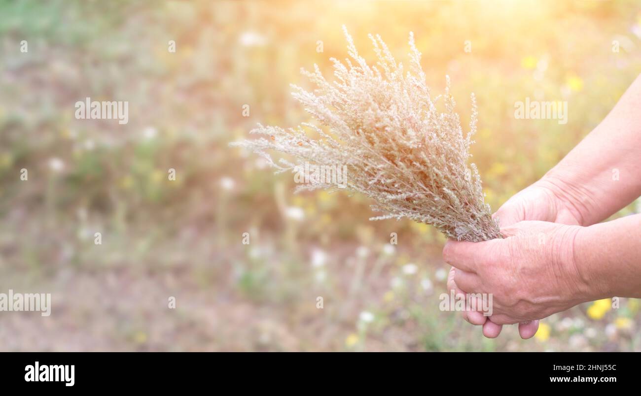Erba di vermwood in vecchie mani femminili su uno sfondo di campo. Spazio di copia, banner. Foto Stock