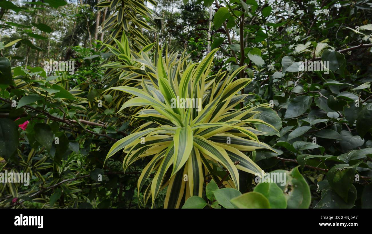 Una pianta gialla variegata della foglia (Dracaena Reflexa) nel giardino Foto Stock