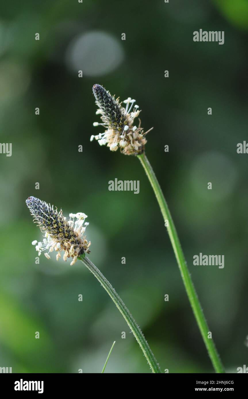 Plantain (plantago lanceolata) che cresce su un verge di erba nel mese di giugno, Regno Unito. È un'erbaccia comune su terra coltivata o disturbata Foto Stock